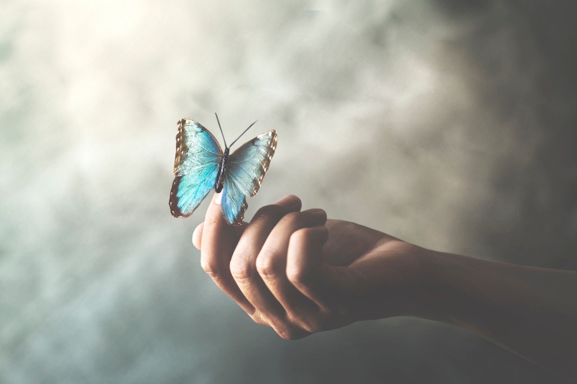 a butterfly leans on a woman's hand